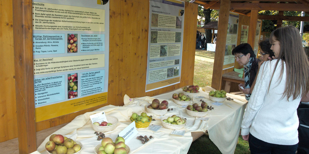 Gallenkilwi-Informationsstand-Apfel-Steuobstwiese