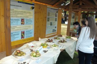 Gallenkilwi-Informationsstand-Apfel-Steuobstwiese