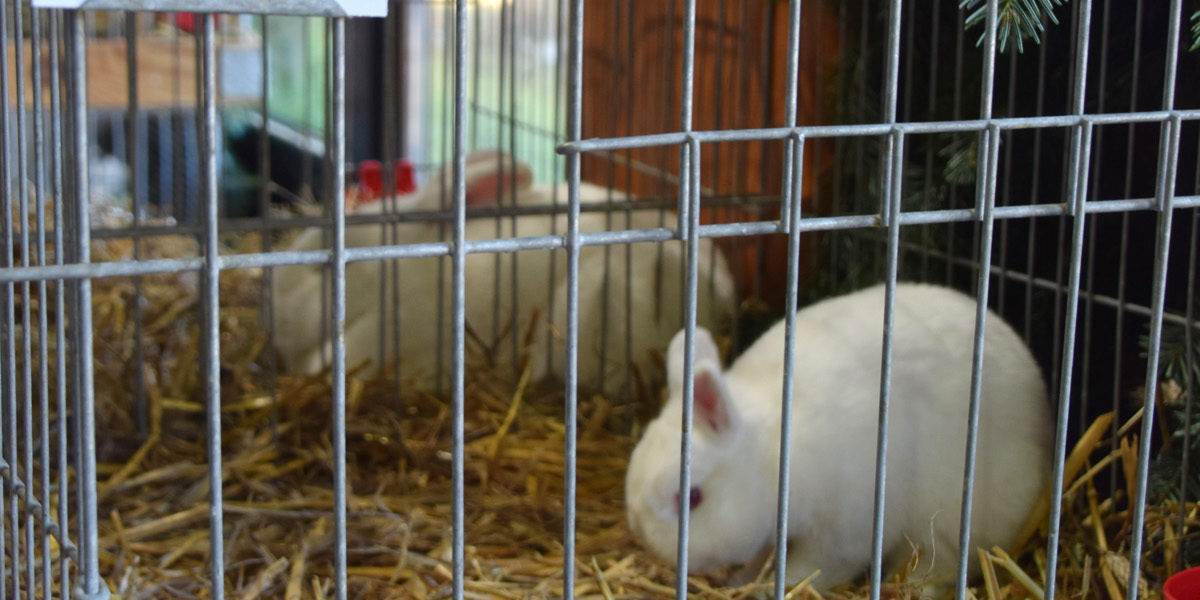 20161016-124840-no-hv-kleintierzucht-lokalschau-2016