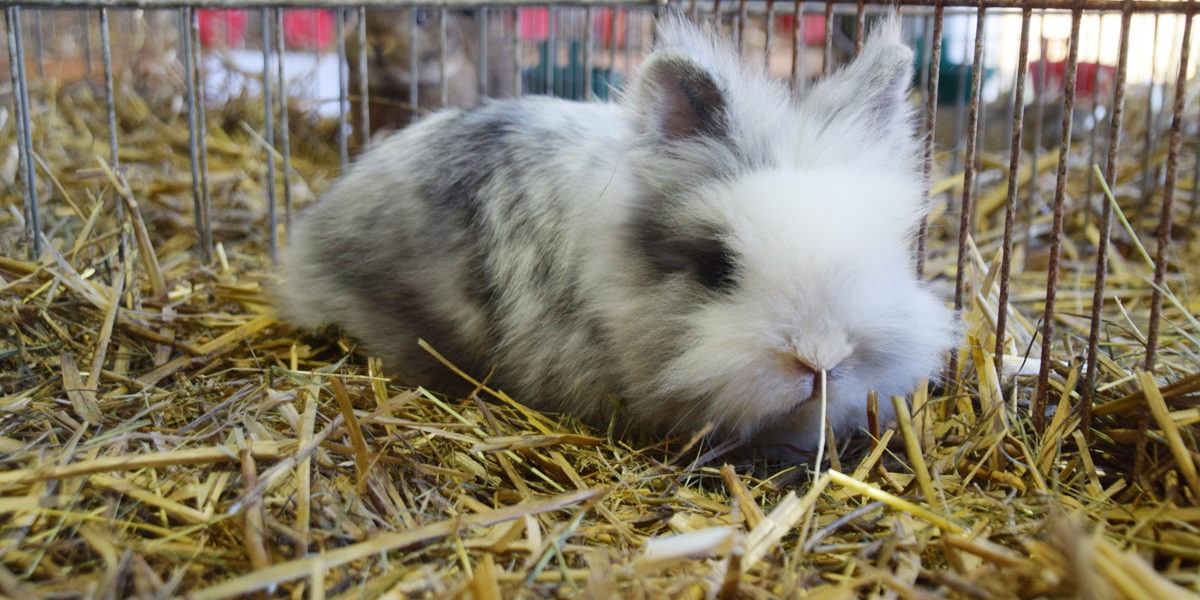 20161016-125409-no-hv-kleintierzucht-lokalschau-2016