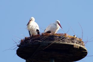 Störche, seltene Gänsesäger und Bienen als Vorboten des Frühlings