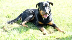 Souverän durch den Verhaltenstest