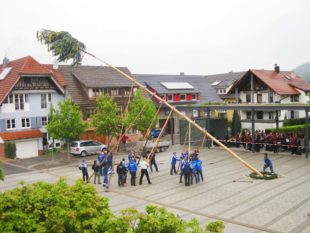 Biberach: Maibaumstellen