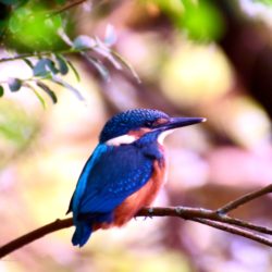 Bunt schillerndes Naturspektakel