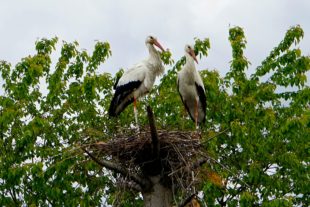 Störche haben ein Nest in Unterharmersbach gefunden