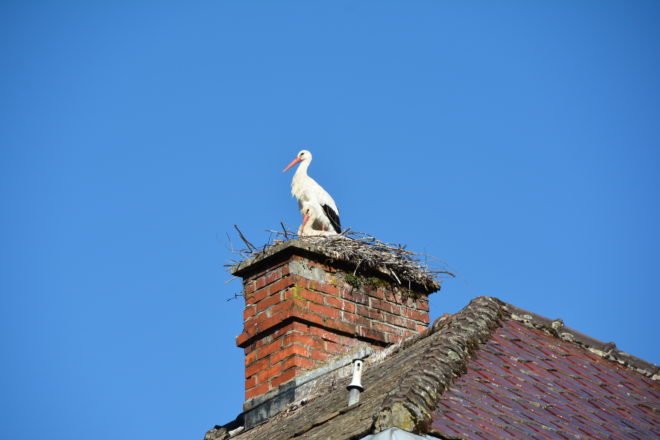 Leben und Sterben in den Nestern
