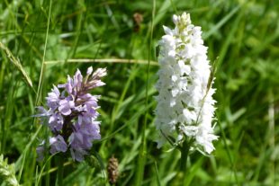 2017-7-18-6-58-29-2017-7-19-no-bia-wildorchideen-knabenkraut-sp