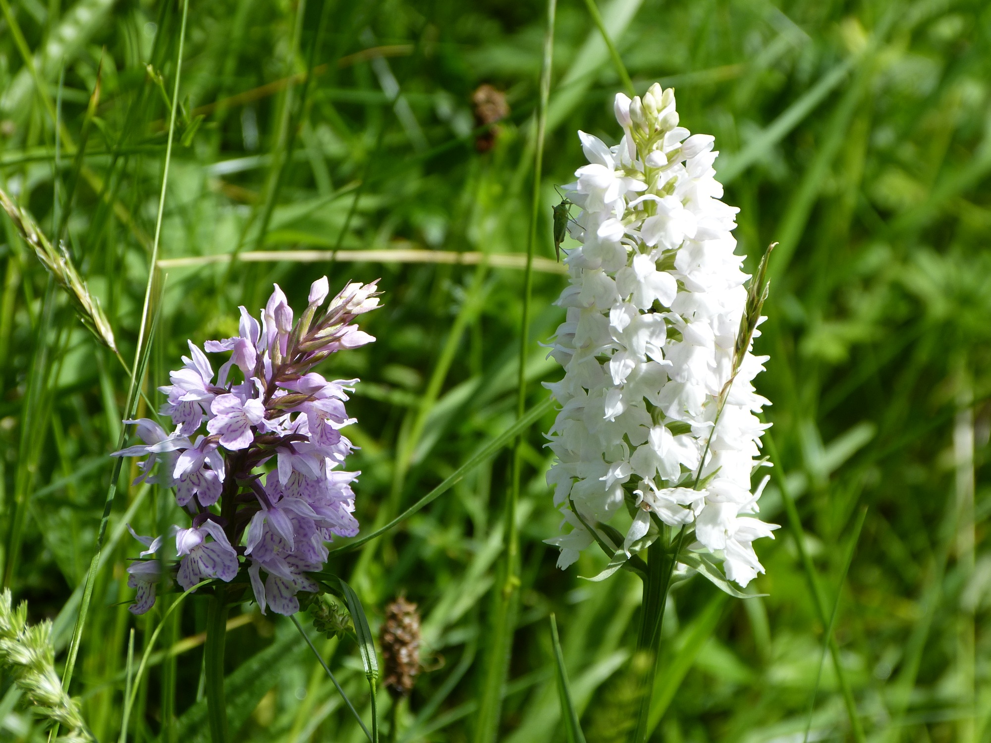 2017-7-18-6-58-29-2017-7-19-no-bia-wildorchideen-knabenkraut-sp