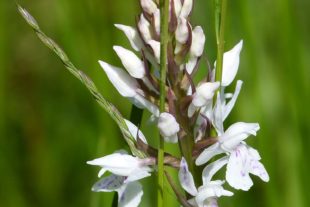 2017-7-19-NO-bia-Wildorchideen-Knabenkraut einzeln weiß