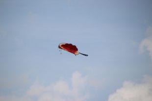 2017-7-24-12-37-32-2017-7-24-8-44-28-2017-7-24-bi-robert-piskadlo-grashuepfer-bi-freundschaftsfliegen-presse-(1)