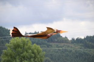 2017-7-24-12-37-34-2017-7-24-8-44-33-2017-7-24-bi-robert-piskadlo-grashuepfer-bi-freundschaftsfliegen-presse-(5)