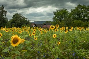 2017-7-26-8-38-29-2017-7-26-ze-ue-robert-schwendemann-sonnenblumenfeld-5e0a9136-hdr