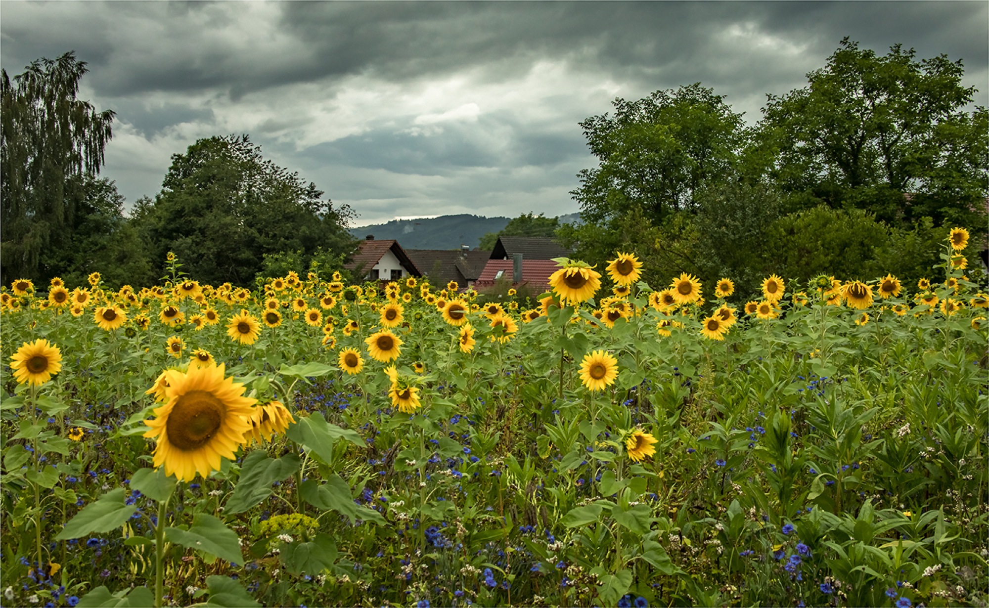 2017-7-26-8-38-29-2017-7-26-ze-ue-robert-schwendemann-sonnenblumenfeld-5e0a9136-hdr