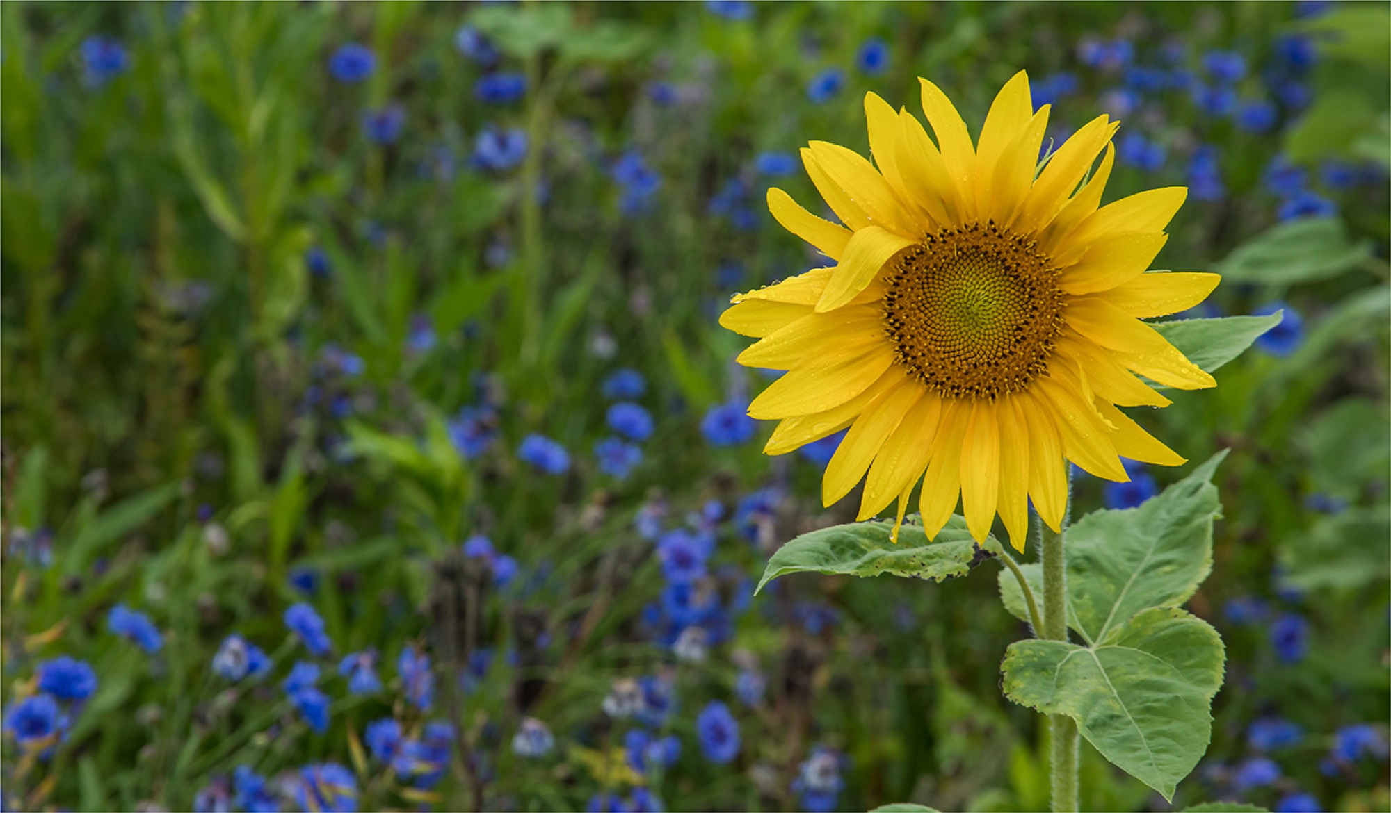 2017-7-26-8-38-35-2017-7-26-ze-ue-robert-schwendemann-sonnenblumenfeld-5e0a9171