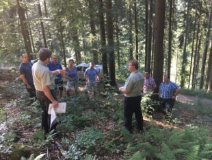 Gemeindewald in gutem Zustand