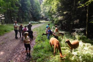 2017-8-28-No-neumayer-Ferienprogramm-Alpakas