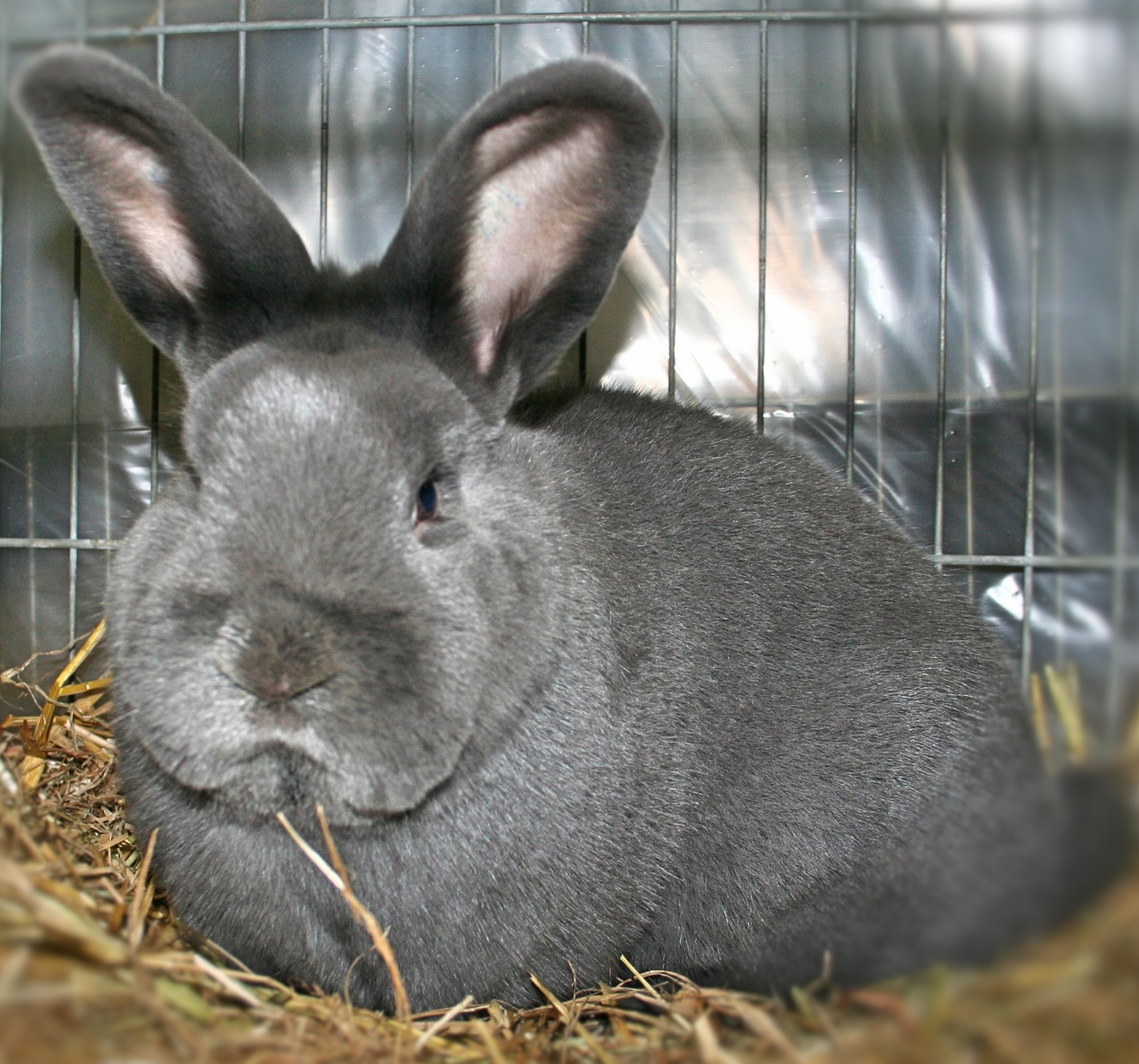 2017-10-30-BI-jp-Kleintierzuchtverein-Lokalschau-Blauer Wiener