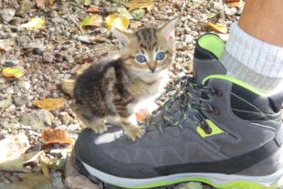 2017-10-4-BI-kp-SWV-Schwarzwälder Genießerpfad-CIMG3294