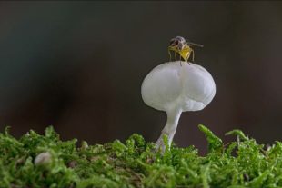 2017-10-6-Robert Schwendemann-Pilzfotografie-DSC02346