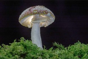 2017-10-6-Robert Schwendemann-Pilzfotografie-DSC02412