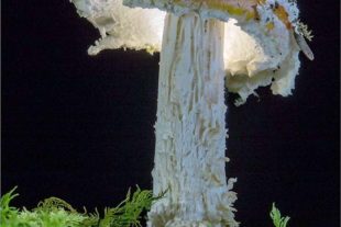 2017-10-6-Robert Schwendemann-Pilzfotografie-DSC02417