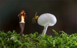 Entdeckungen im Pilzwald