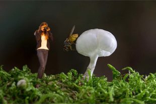 2017-10-6-Robert Schwendemann-Pilzfotografie-Die Fliegenpilzfotografin...