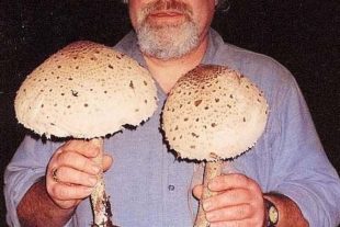 2017-10-9-Christian Petersen-Pilzwanderung-schirmp-parasol