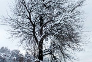 2017-12-4-ZE-us-Winter-Nill-Baum im Schnee