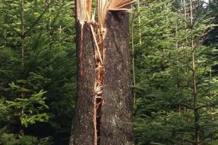 2018-1-17-OH-kal-Sturmschäden-zvk mob