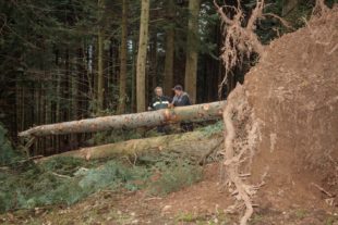 2018-1-17-OH-kal-Sturmschäden-zvkMG8A3766