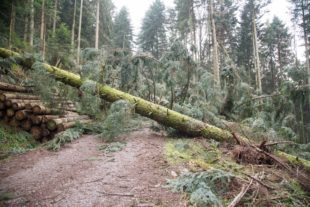 2018-1-17-OH-kal-Sturmschäden-zvkMG8A3772