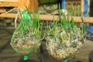 Kurios: Vogelfutter mit Frühlingsgefühlen