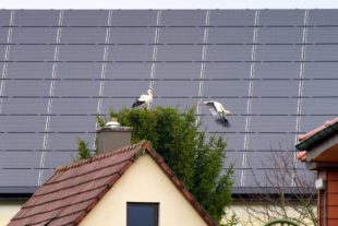 Neues von den Biberacher Störchen: Daddy Otto bleibt Gertraud treu