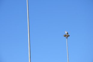 2018-4-11-ZE-UE-uts-Störche nisten-Flutlichmasten-Riedacker-Sportplatz-UTS_3930