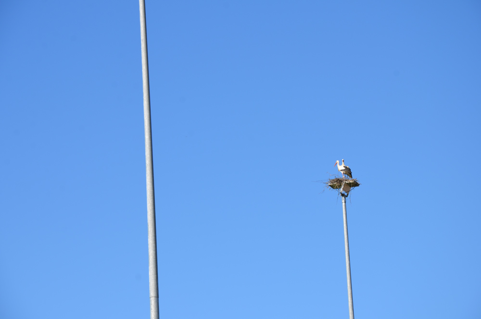2018-4-11-ZE-UE-uts-Störche nisten-Flutlichmasten-Riedacker-Sportplatz-UTS_3930