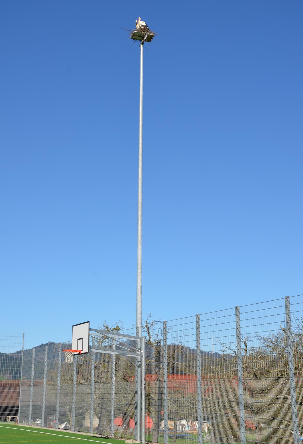 2018-4-11-Zell-Unterentersbach-Störche nisten-Flutlichmasten-Riedacker-Sportplatz-UTS_3965