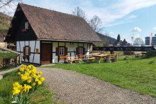 2018-4-30-NO-Maile-Gießler-Mühle-Besichtigung-Saisonstart-Mühle mit Osterglocken