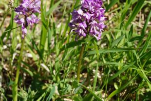 2018-5-14-NO-SWV Wanderung Liliental-DSC06654