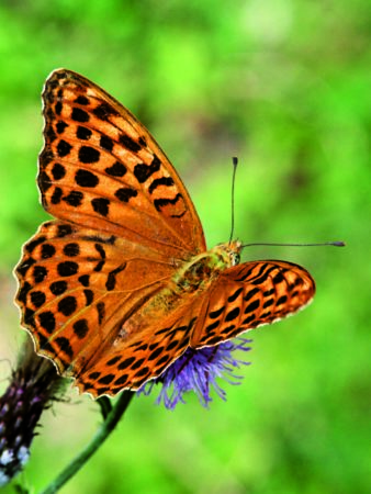 Ausstellung: »Schmetterlinge brauchen unseren Schutz«