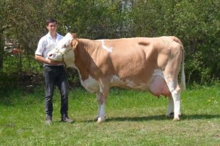 2018-6-22-OH-Franz Huber-Tierzucht aus Leidenschaft-Kuh Gerda