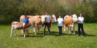 Siegreich bei der Fleckviehschau