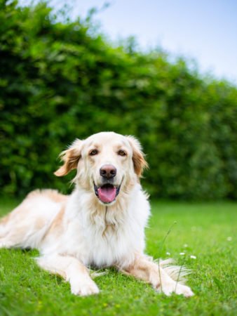 Großer Mitmachtag auf dem Hundeplatz am Erlenbach