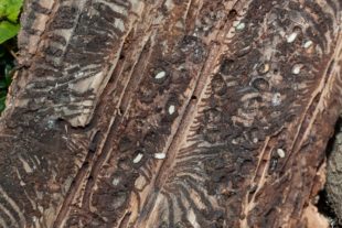 2018-8-10-OH-kal-Borkenkäfer-zvkIMG_0394bb