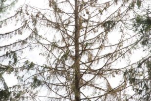 2018-8-10-OH-kal-Borkenkäfer-zvkMG8A0292b