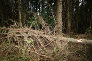 2018-8-10-OH-kal-Borkenkäfer-zvkMG8A0309