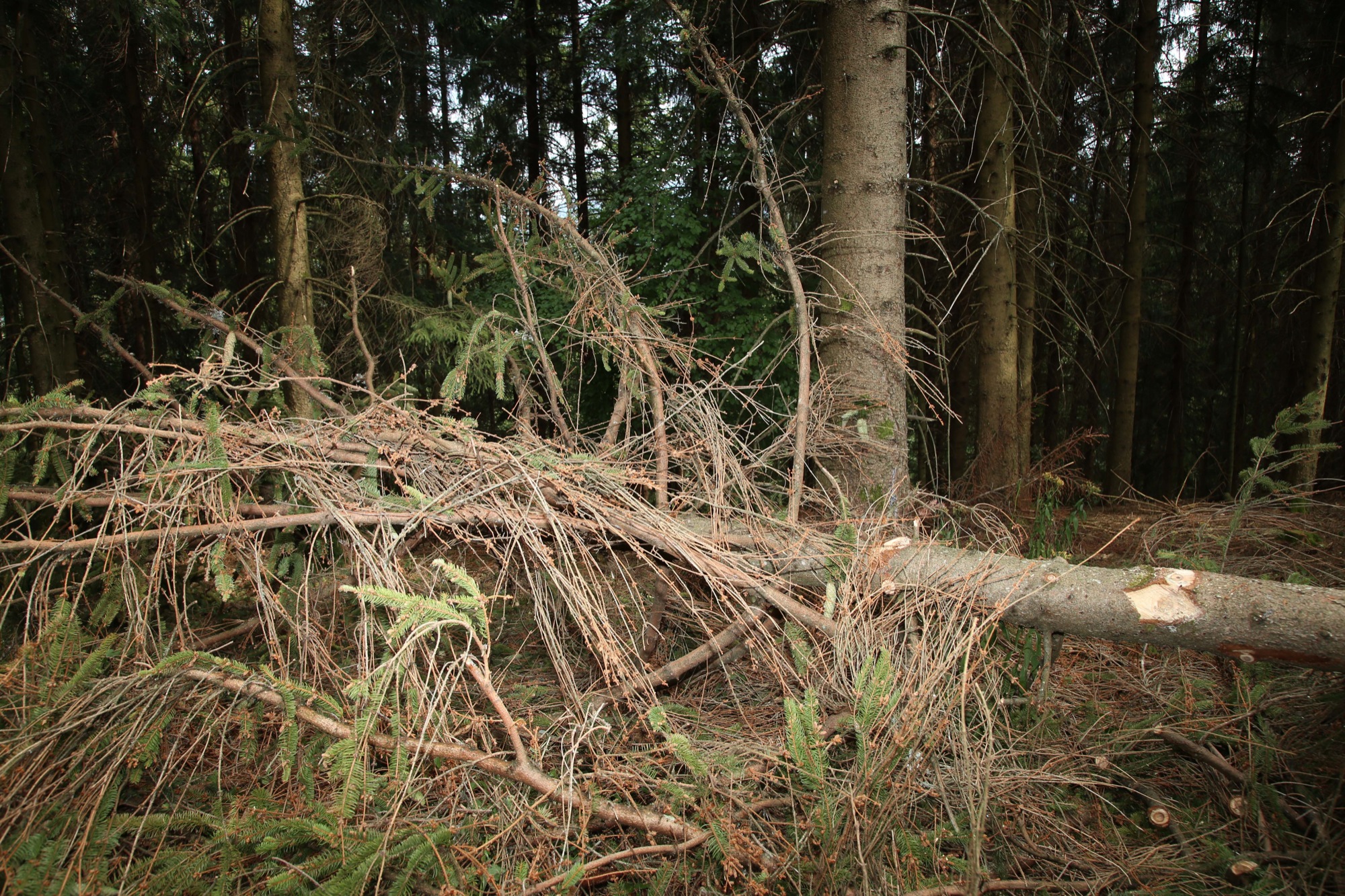 2018-8-10-OH-kal-Borkenkäfer-zvkMG8A0309