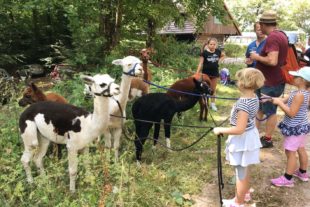 2018-8-8-NO-Waldemar Neumayer-Alpakawanderung-Sommerferien-Ankunft auf Kornebene