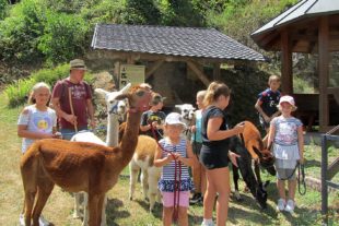 2018-8-8-NO-Waldemar Neumayer-Alpakawanderung-Sommerferien-Rückkehr