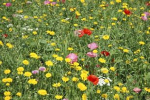 Patronatsfest Wallfahrtskirche Maria zu den Ketten